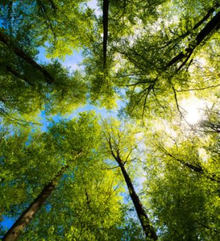 a great view up into the trees direction sky